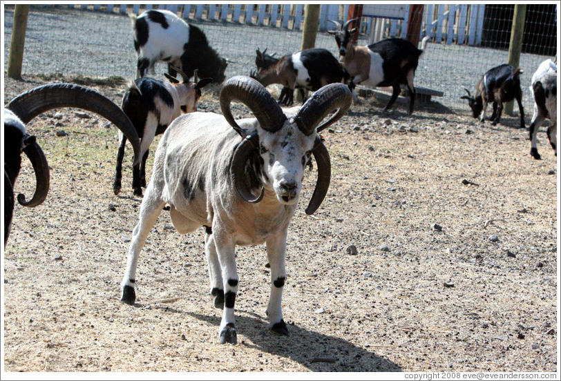 Four-Horn Sheep on the grounds of Old Faithful Geyser of California.