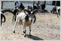 Four-Horn Sheep on the grounds of Old Faithful Geyser of California.