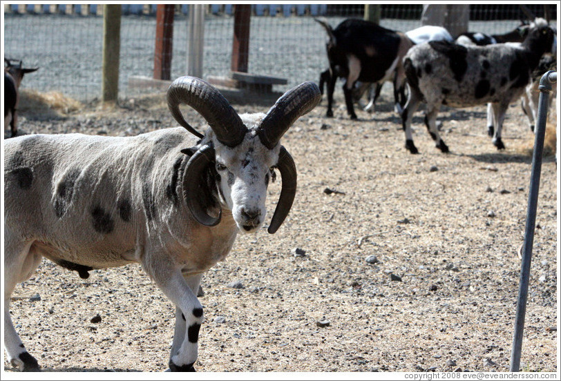 Four-Horn Sheep on the grounds of Old Faithful Geyser of California.