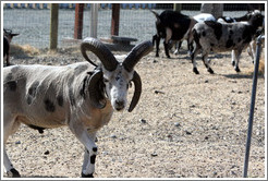 Four-Horn Sheep on the grounds of Old Faithful Geyser of California.