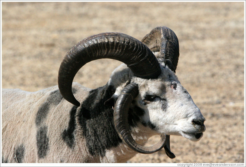 Four-Horn Sheep on the grounds of Old Faithful Geyser of California.