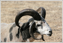 Four-Horn Sheep on the grounds of Old Faithful Geyser of California.