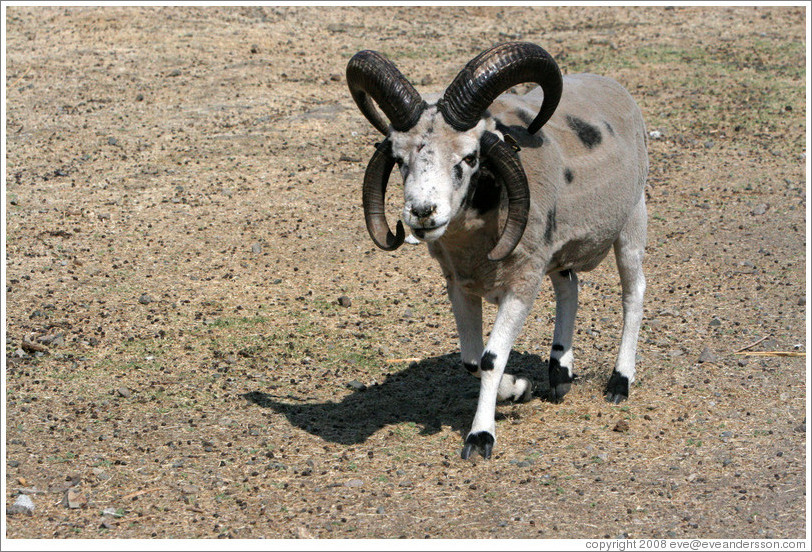 Four-Horn Sheep on the grounds of Old Faithful Geyser of California.