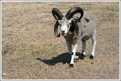 Four-Horn Sheep on the grounds of Old Faithful Geyser of California.