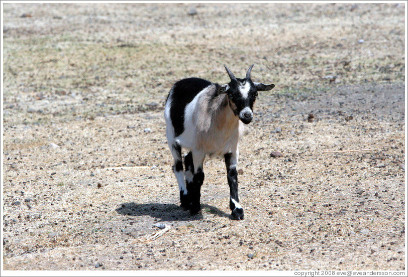Four-Horn Sheep on the grounds of Old Faithful Geyser of California.