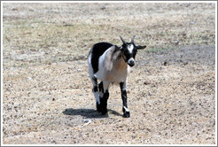 Four-Horn Sheep on the grounds of Old Faithful Geyser of California.