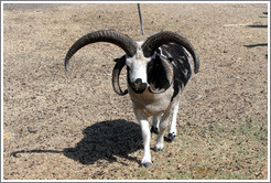 Four-Horn Sheep on the grounds of Old Faithful Geyser of California.