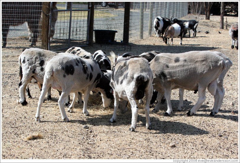 Four-Horn Sheep on the grounds of Old Faithful Geyser of California.