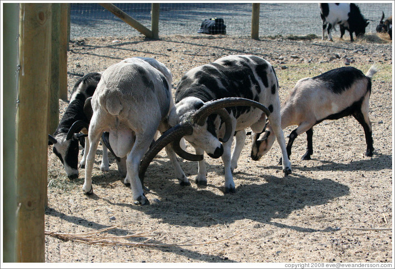 Two male Four-Horn Sheep fighting on the grounds of Old Faithful Geyser of California.