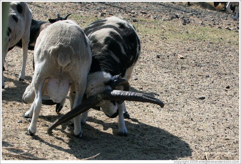 Two male Four-Horn Sheep fighting on the grounds of Old Faithful Geyser of California.