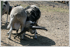 Two male Four-Horn Sheep fighting on the grounds of Old Faithful Geyser of California.