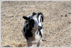 Four-Horn Sheep on the grounds of Old Faithful Geyser of California.