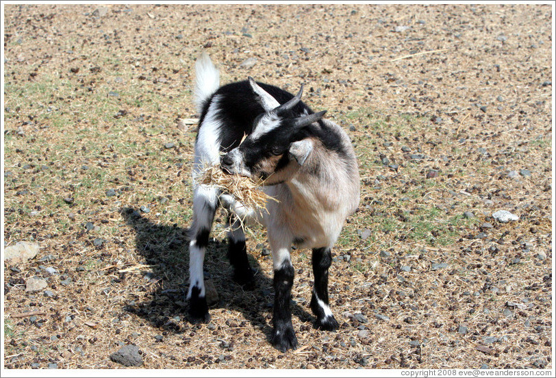 Goat eating hay on the grounds of Old Faithful Geyser of California.