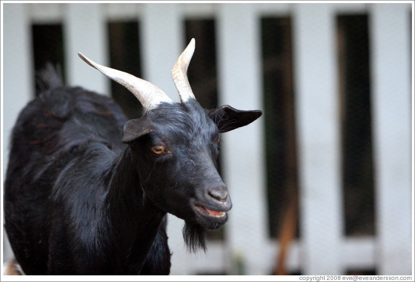 Goat on the grounds of Old Faithful Geyser of California.