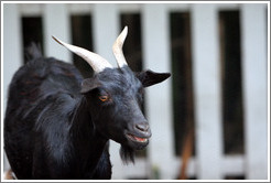 Goat on the grounds of Old Faithful Geyser of California.