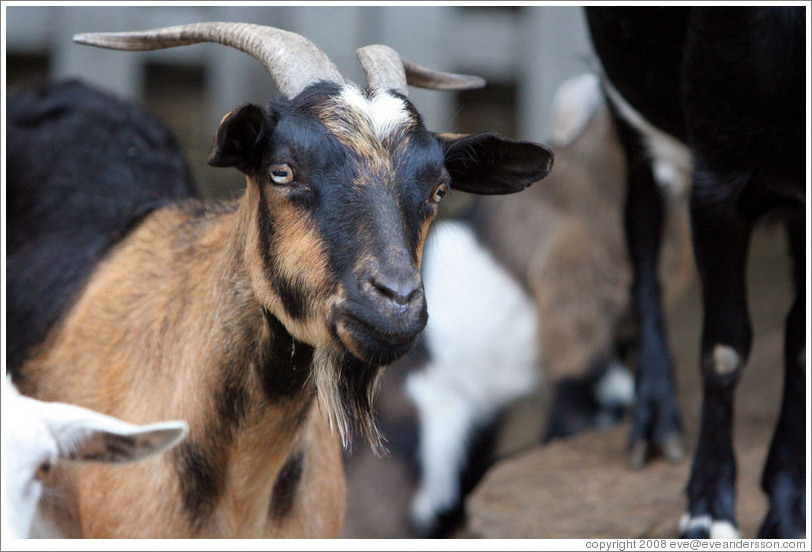 Goats on the grounds of Old Faithful Geyser of California.