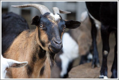 Goats on the grounds of Old Faithful Geyser of California.