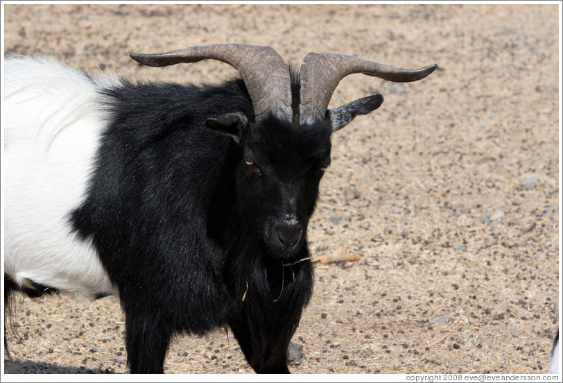 Goat on the grounds of Old Faithful Geyser of California.