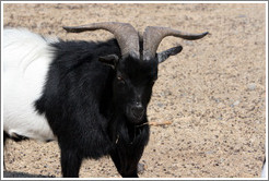 Goat on the grounds of Old Faithful Geyser of California.