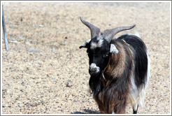Goat on the grounds of Old Faithful Geyser of California.