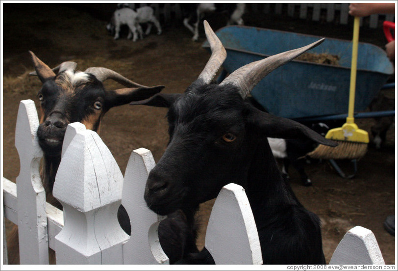 Goats on the grounds of Old Faithful Geyser of California.