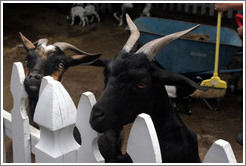 Goats on the grounds of Old Faithful Geyser of California.