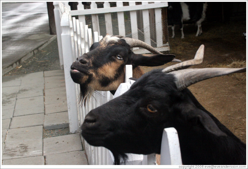 Goats on the grounds of Old Faithful Geyser of California.