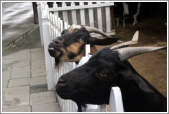 Goats on the grounds of Old Faithful Geyser of California.