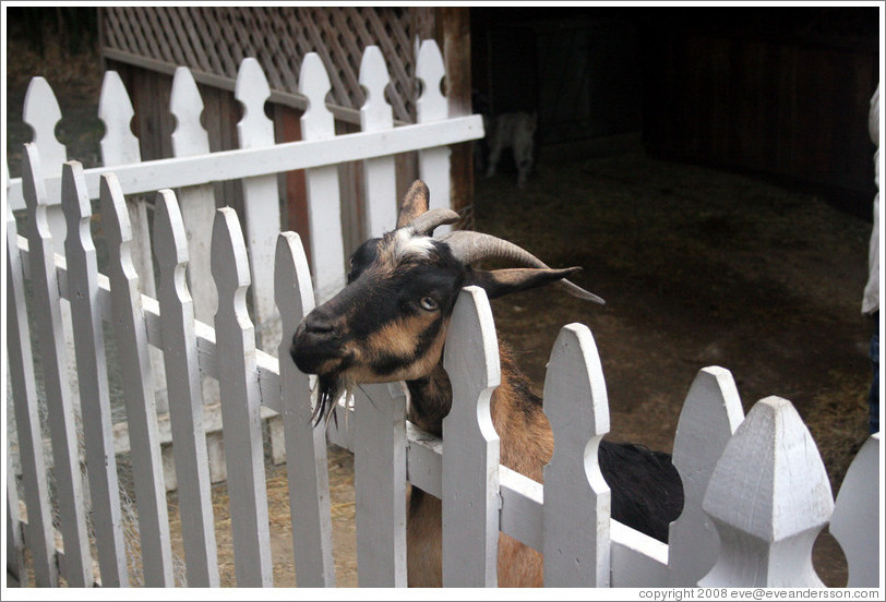 Goat on the grounds of Old Faithful Geyser of California.