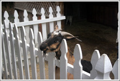 Goat on the grounds of Old Faithful Geyser of California.