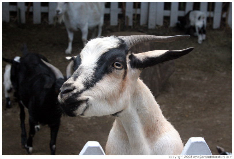 Goats on the grounds of Old Faithful Geyser of California.