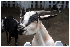 Goats on the grounds of Old Faithful Geyser of California.