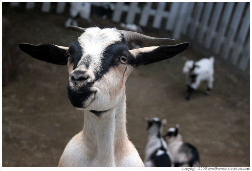 Goat on the grounds of Old Faithful Geyser of California.