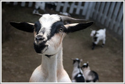 Goat on the grounds of Old Faithful Geyser of California.