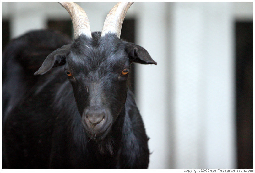 Goat on the grounds of Old Faithful Geyser of California.