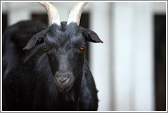 Goat on the grounds of Old Faithful Geyser of California.
