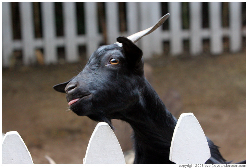 Goat on the grounds of Old Faithful Geyser of California.