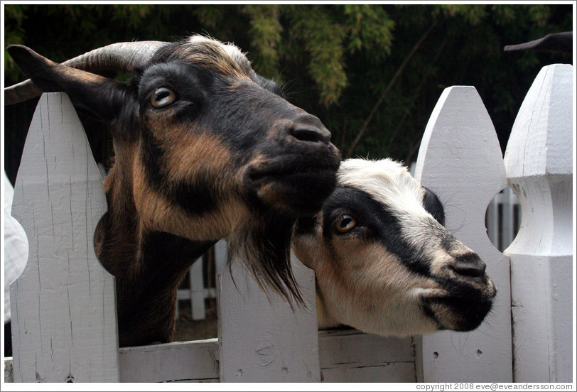 Goats on the grounds of Old Faithful Geyser of California.