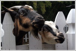 Goats on the grounds of Old Faithful Geyser of California.