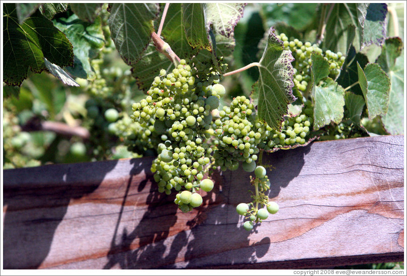 Grapes on the grounds of Old Faithful Geyser of California.
