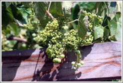 Grapes on the grounds of Old Faithful Geyser of California.
