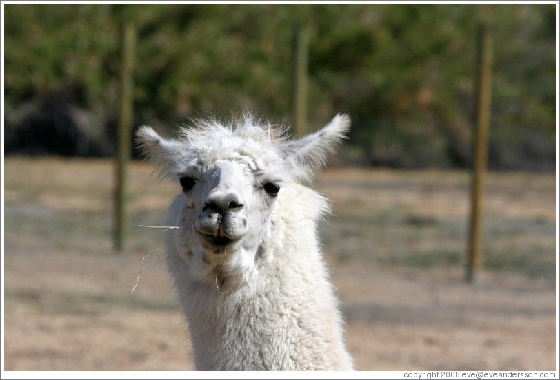 Llama chewing hay on the grounds of Old Faithful Geyser of California.