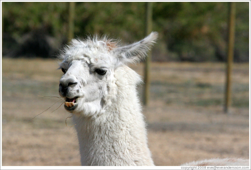 Llama chewing hay on the grounds of Old Faithful Geyser of California.