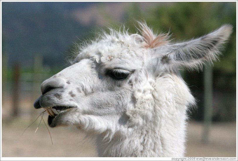 Llama chewing hay on the grounds of Old Faithful Geyser of California.