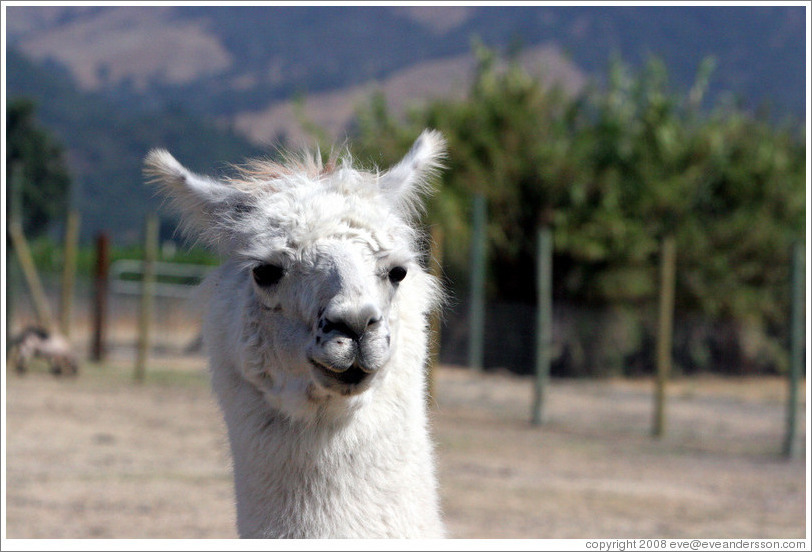 Llama on the grounds of Old Faithful Geyser of California.