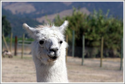 Llama on the grounds of Old Faithful Geyser of California.