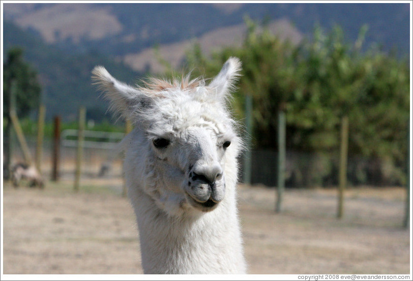 Llama on the grounds of Old Faithful Geyser of California.