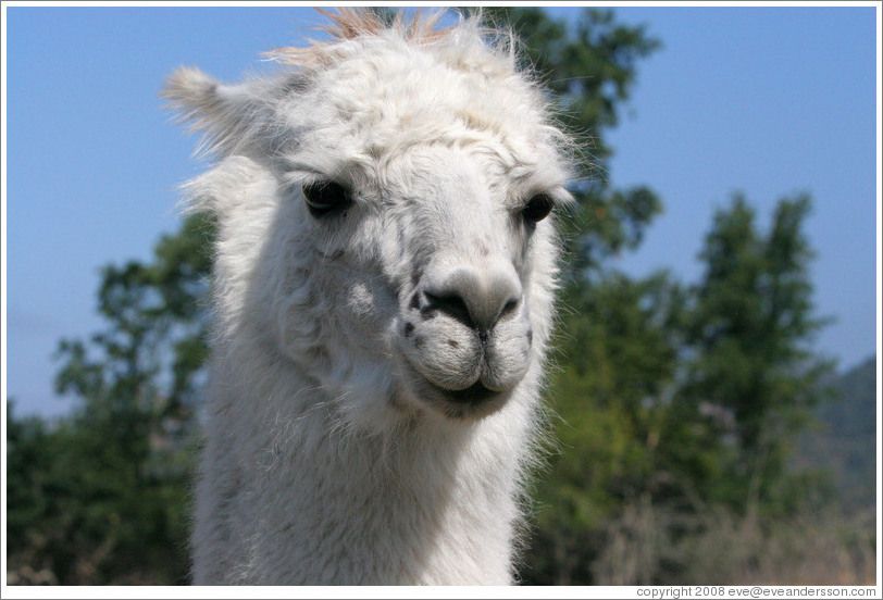 Llama on the grounds of Old Faithful Geyser of California.