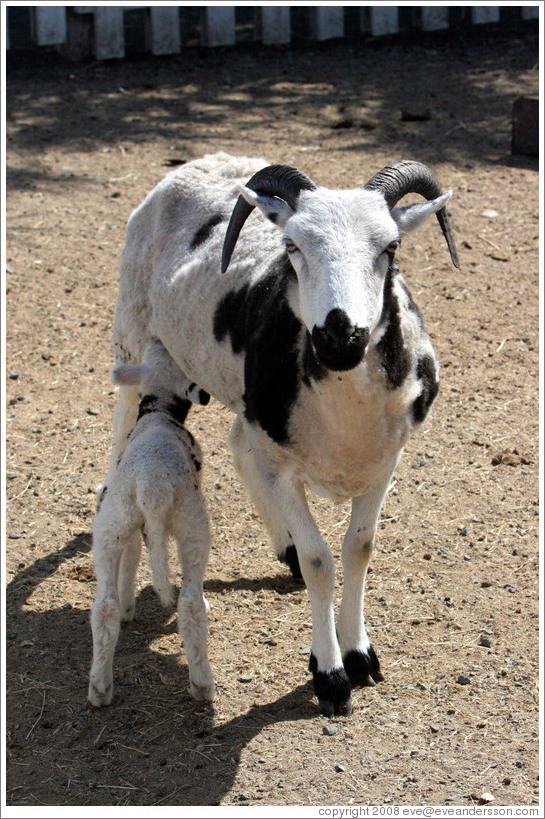 Mother and baby sheep on the grounds of Old Faithful Geyser of California.