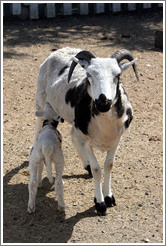 Mother and baby sheep on the grounds of Old Faithful Geyser of California.